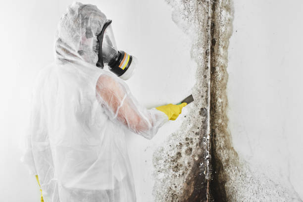 Best Black Mold Removal  in Maryland Heights, MO