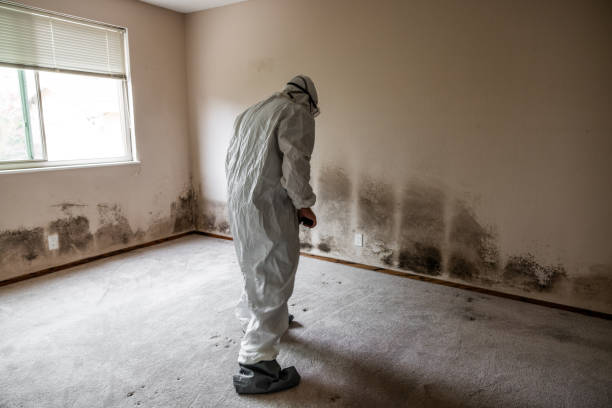 Best Local Mold Removal Service  in Maryland Heights, MO