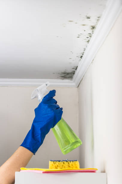 Best Toxic Mold Removal  in Maryland Heights, MO