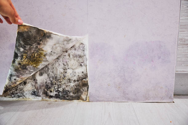 Best Mold Remediation  in Maryland Heights, MO